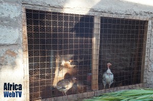 Chickens in kangundo