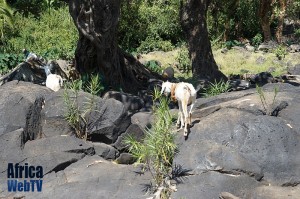 Goats on the rocks