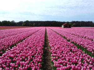 Pink Tulip Fields, Bollenstreek, Hillegom