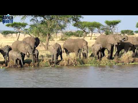 The Most Amazing Africa Wildlife, Serengeti | Tanzania Safari